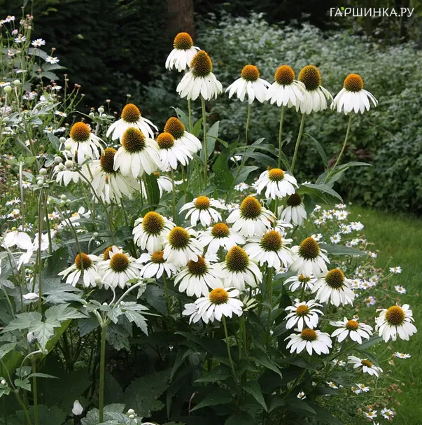 Эхинацея пурпурная Альба