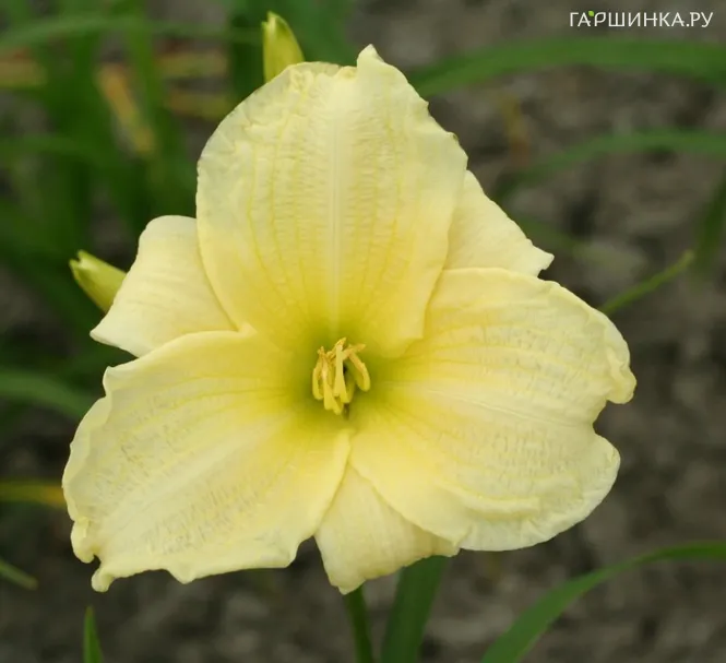 Лилейник Момент оф Труф