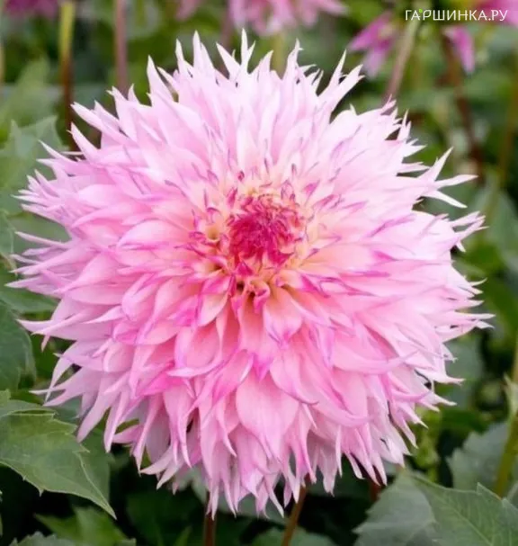 Георгина Надя Рут (МАКСИ) бахромчатая