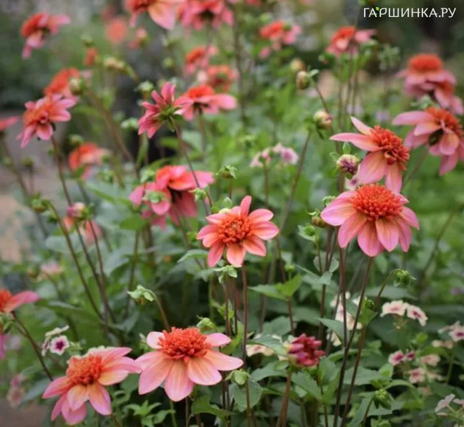 Георгина Тотали Танжерин анемоновидная