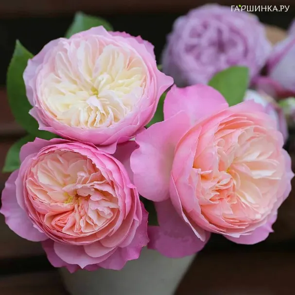 Роза Констанс