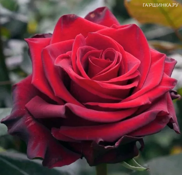 Роза Эксплорер