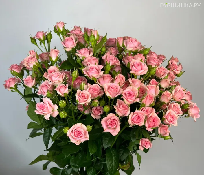 Роза Грация