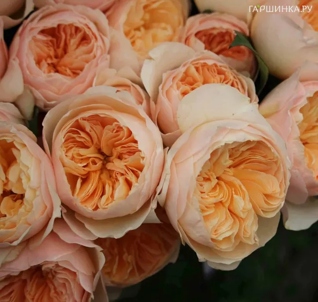 Роза Джульетта