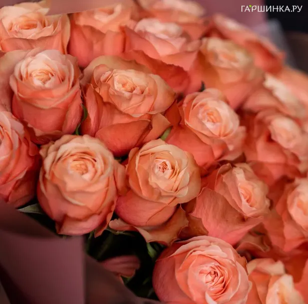 Роза Кахала