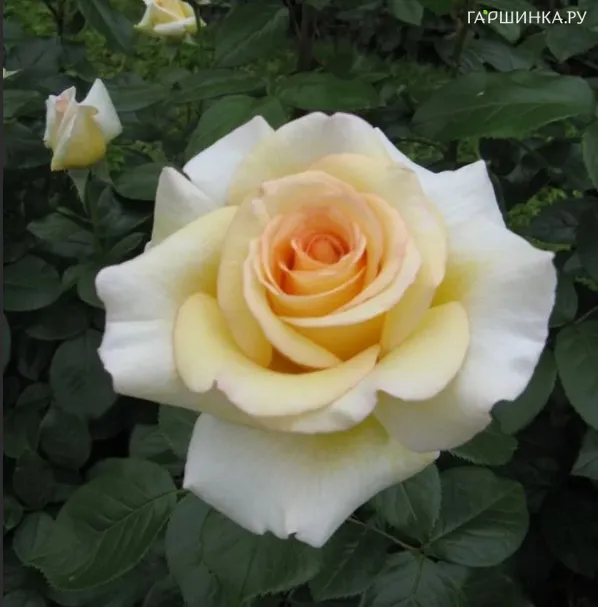 Роза Ла Перла