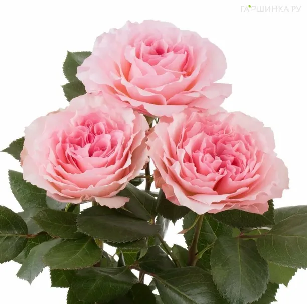 Роза Майра Роуз