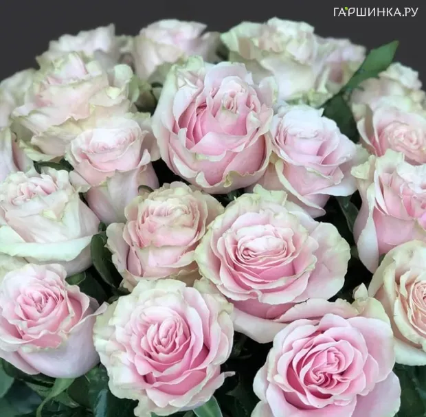 Роза Пинк Мондиаль