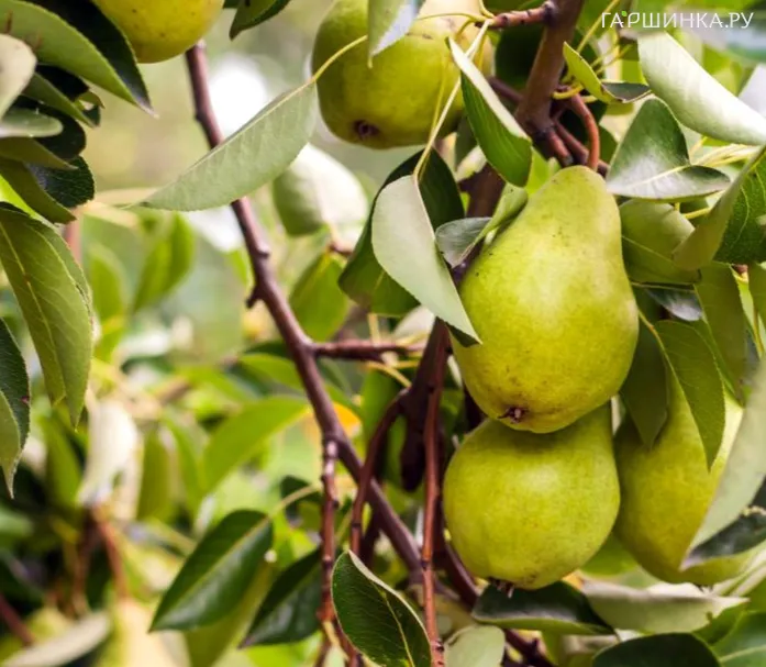 Груша Февральский сувенир