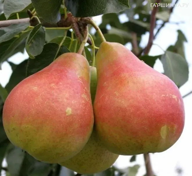 Груша Даренка