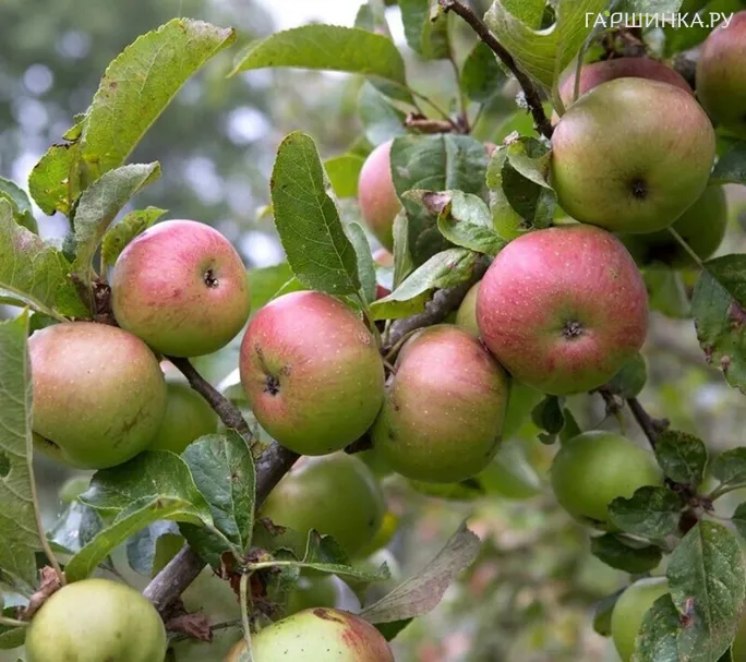 Яблоня Краса Свердловская