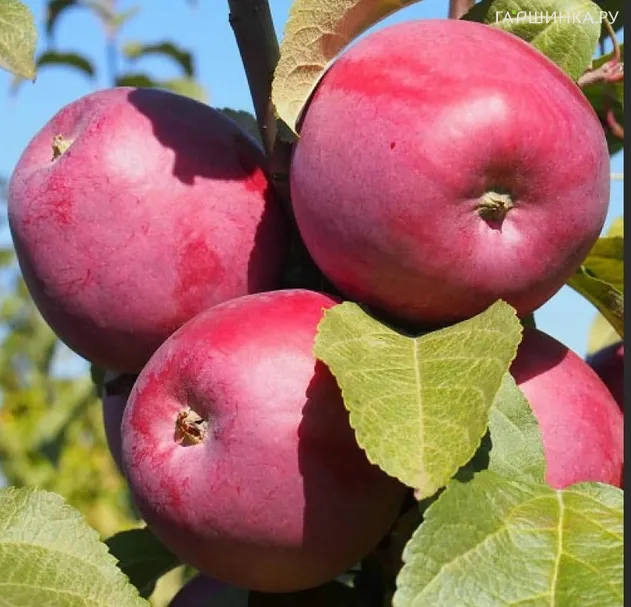 Яблоня Зорка