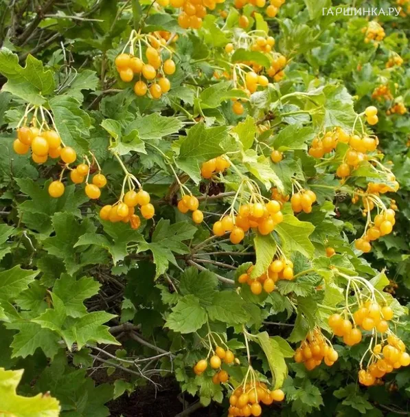 Калина Ксантокарпум желтая