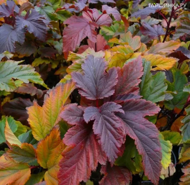 Пузыреплодник Ждеховице
