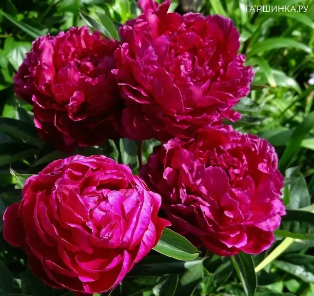 Пион Канзас