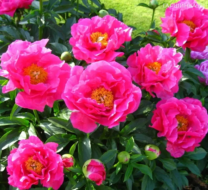 Пион Паула Фей