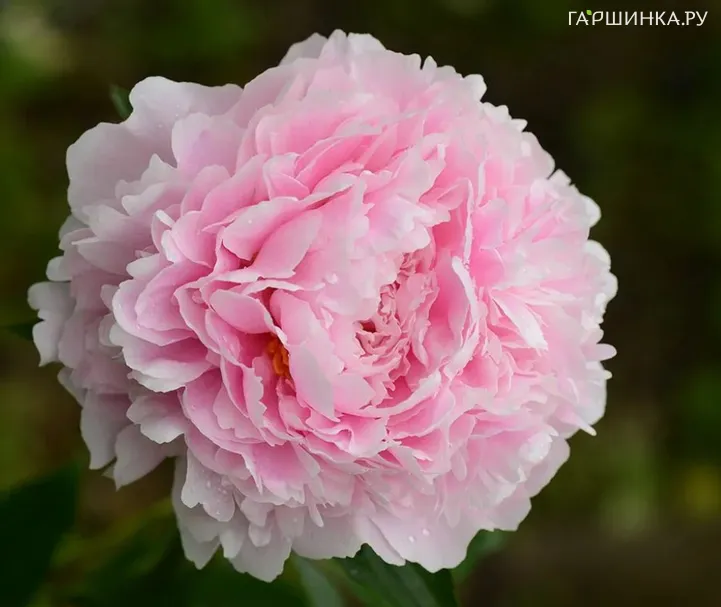 Пион Сара Бернар