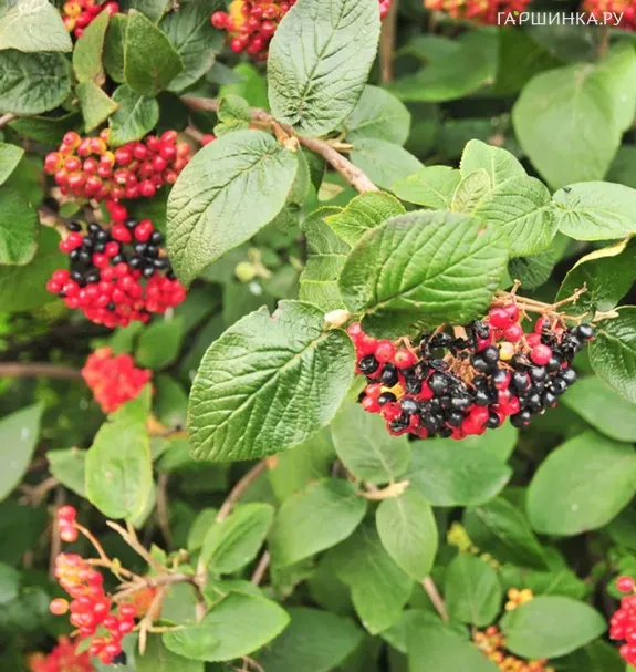 Калина Гордовина