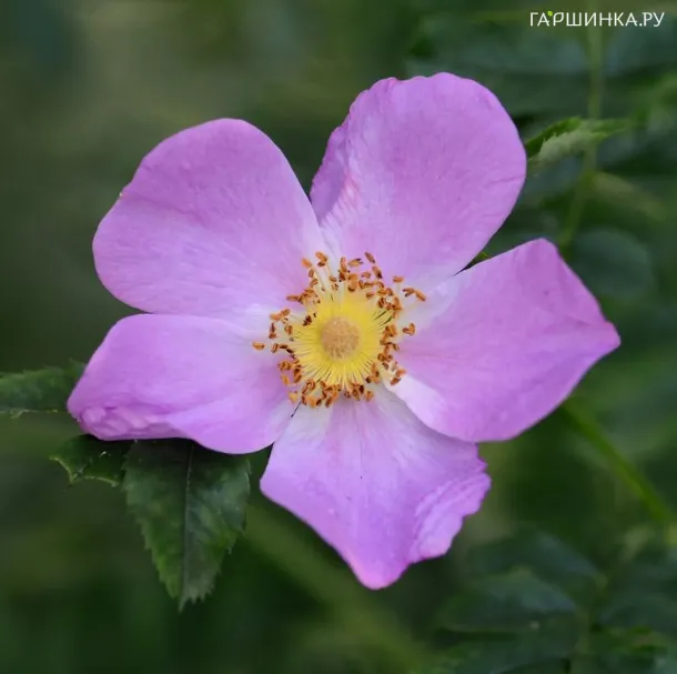 Роза виргинская