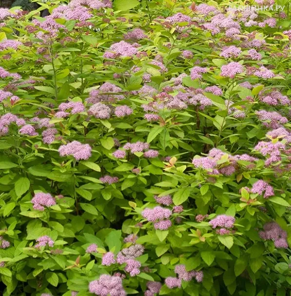 Спирея Дабл Плей Артист японская