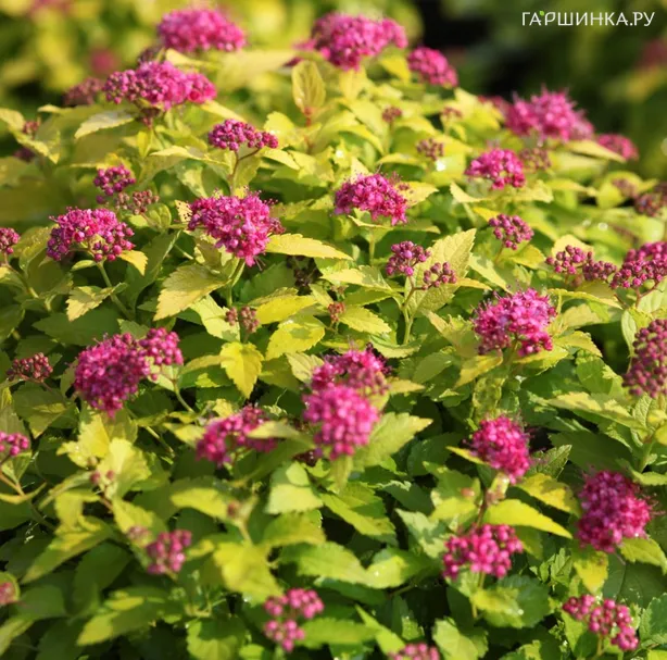 Спирея японская Пинк энд Голд