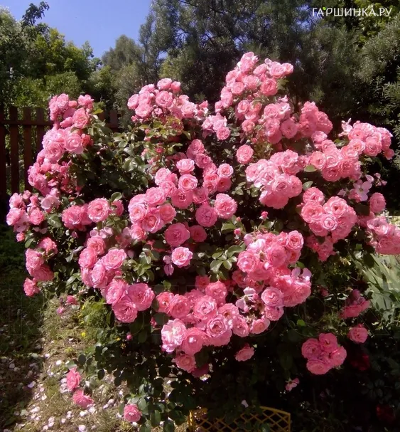 Роза Майн Шенер Гартен кустарниковая, Кордес (лиц)