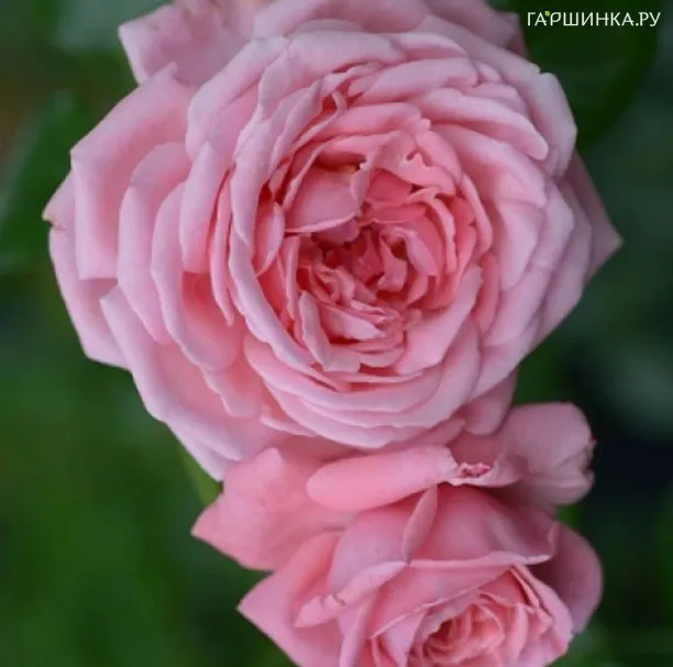 Роза Корал Дон, Харкнесс (лиц)