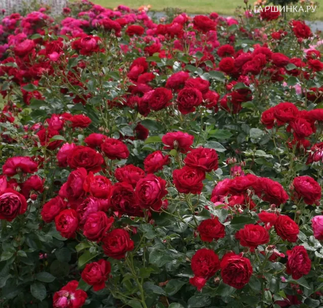 Роза Бордо флорибунда, Кордес (лиц)