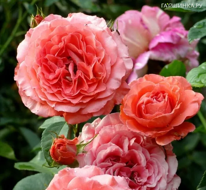 Роза Спешиал Мемориз