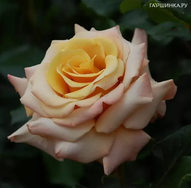 Роза Сингинг ин зе Рейн