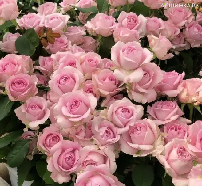 Роза Пачули