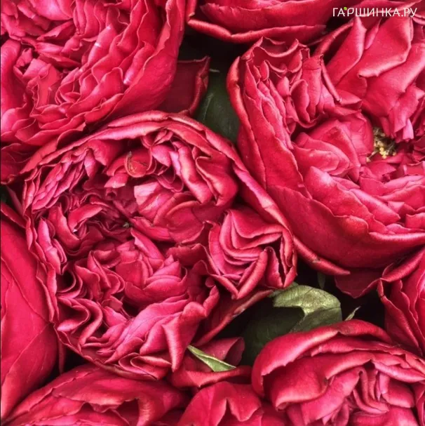 Роза Расберри Элеганс