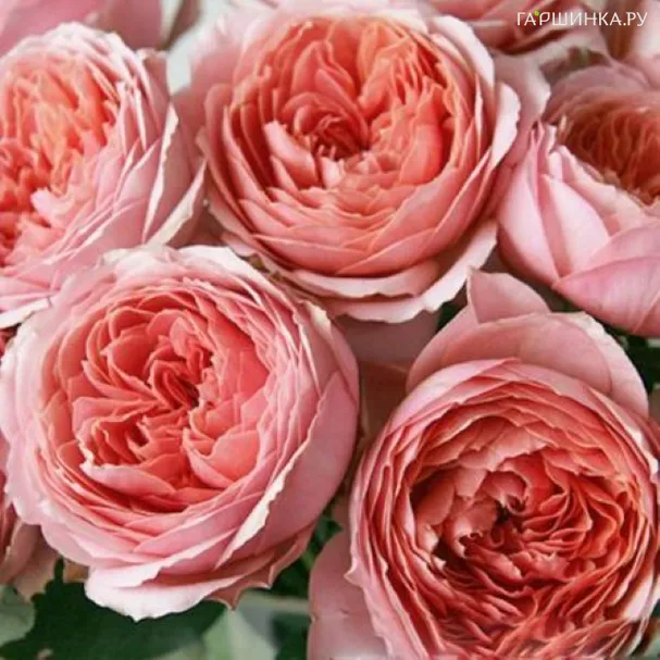 Роза Романтик Антик