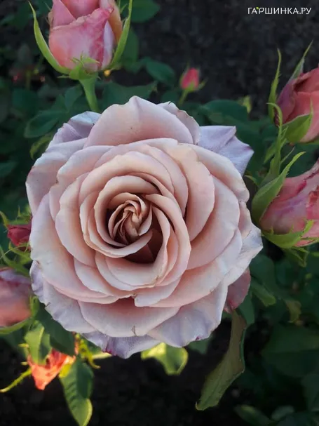 Роза Мэджик Сильвер