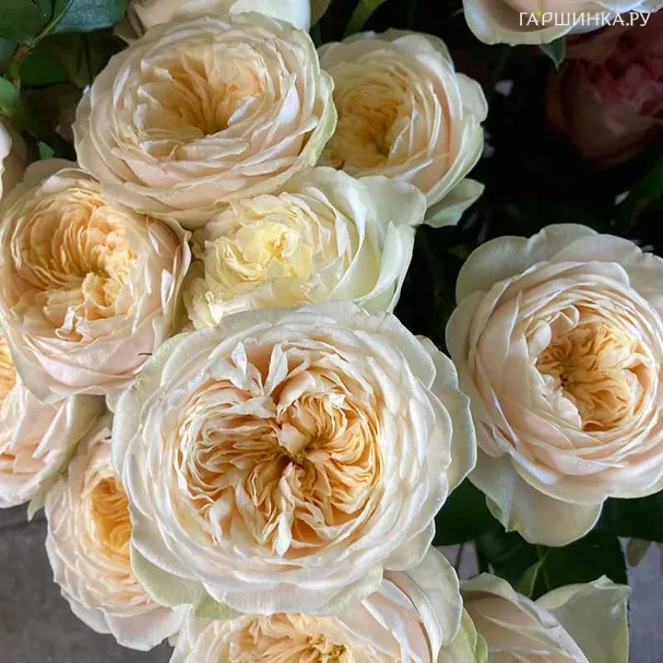 Роза Дарлингтон