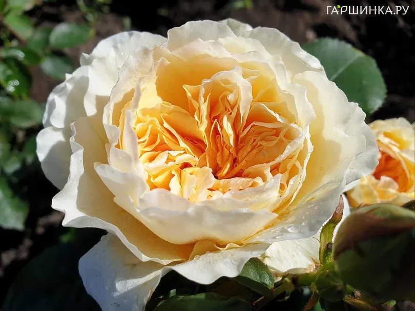 Роза Ликухоталу