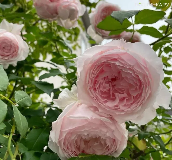 Роза Мисаки японская