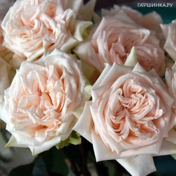 Роза Принцесса Майя