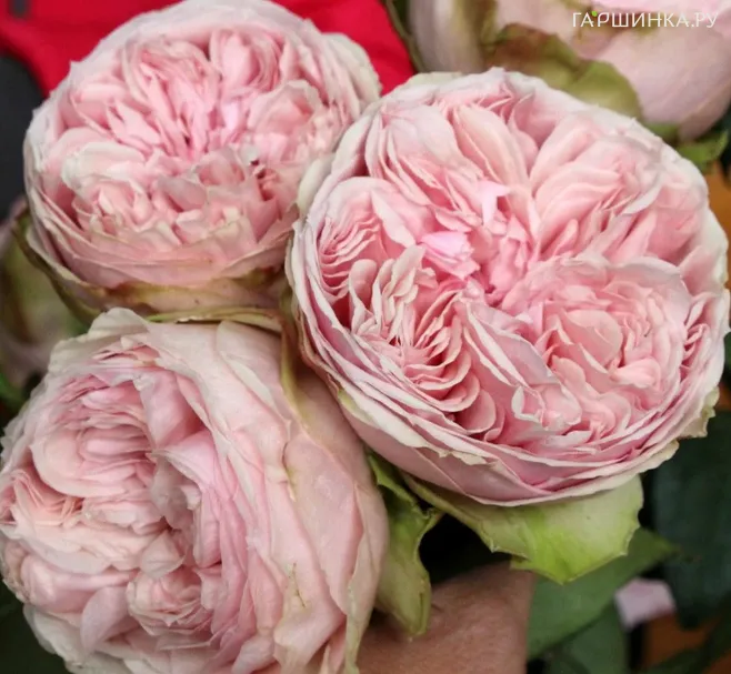 Роза Сенлитсу