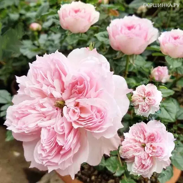 Роза Сесиль де Воланж