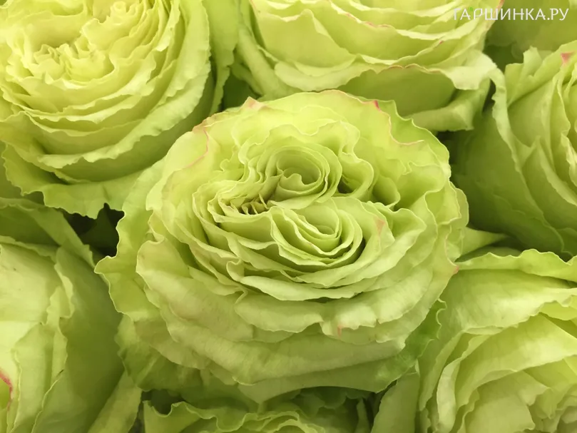 Роза Вакана японская