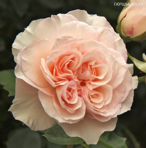 Роза Пердита