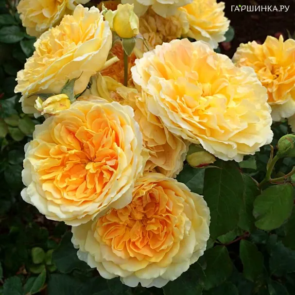 Роза Молинью