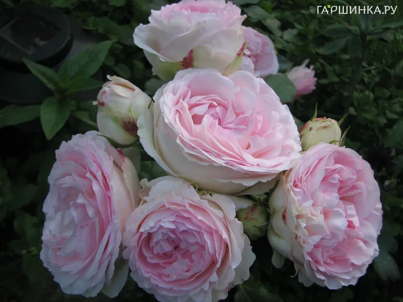 Роза Остин Росалинд