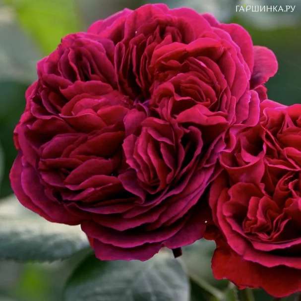 Роза Дарк Леди