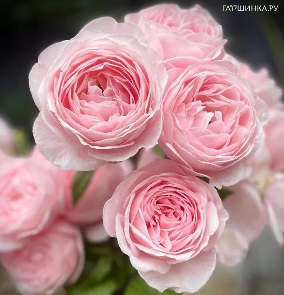 Роза Нахема