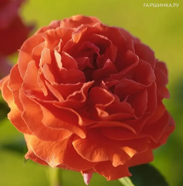 Роза Наранга