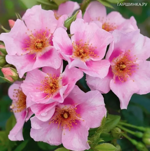 Роза Ориента Лейла