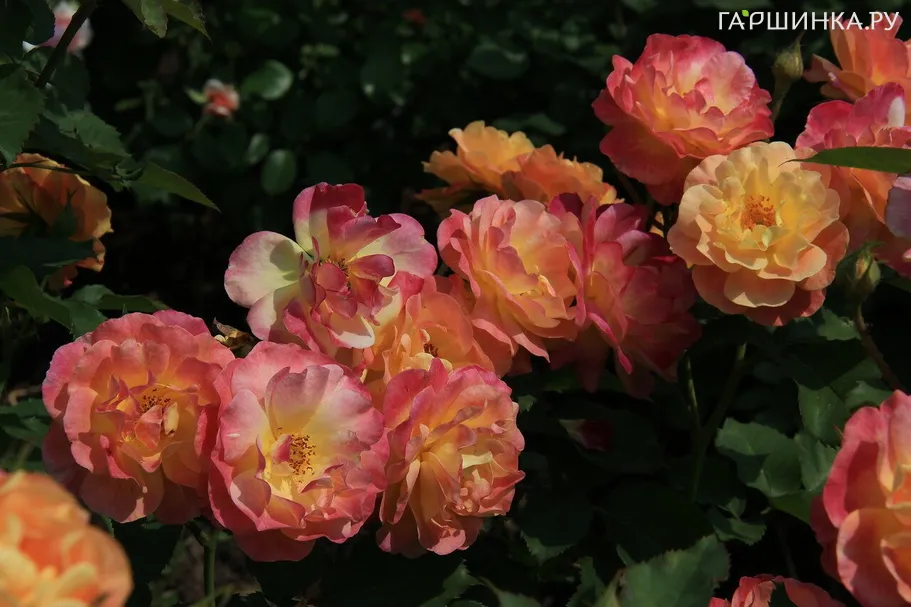 Роза Приер Де Сан-Косм