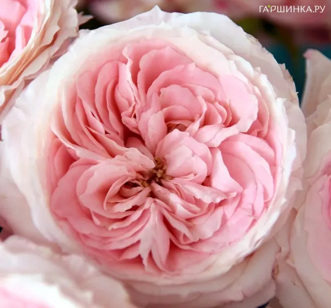 Роза Майра Бридл Пинк